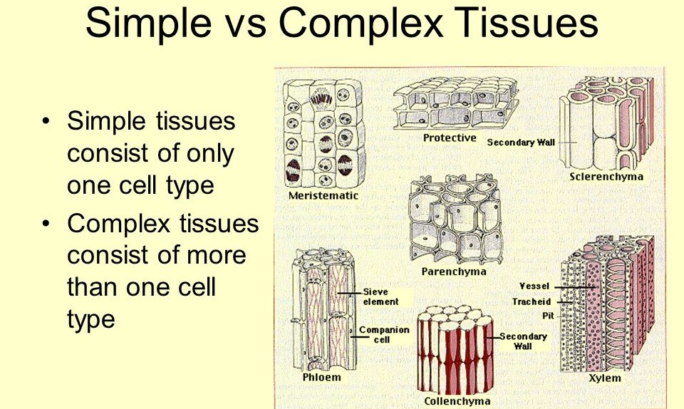 Difference simple tissues and complex tissues